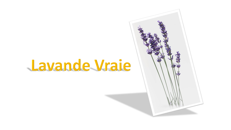 Lavande