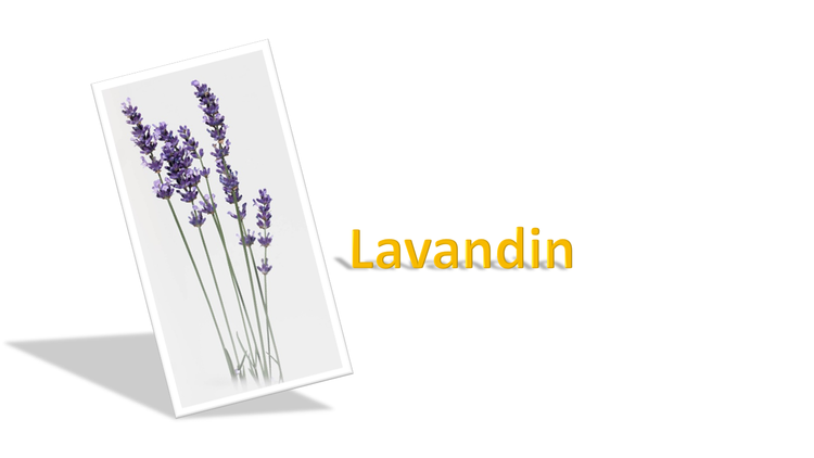 Lavandin