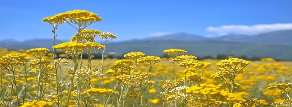 Immortelle nature